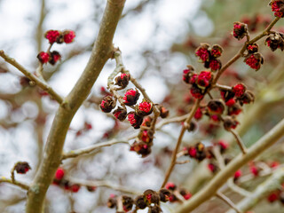 Parrotia persica | Persian ironwood, large shrub with late winter inflorescence in dark red clusters of stamens on bare stems like witch-hazel flowers 
