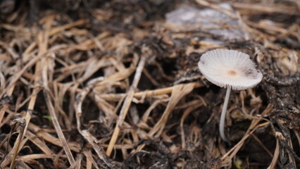 Cendawan busut mushrooms are a type of small fungus that grows in the rainy season. hunting for photos of mushrooms in nature