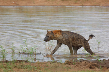 Tüpfelhyäne / Spotted hyaena / Crocuta crocuta