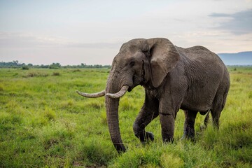 An adult bull elephant roams through Kenya's Masai Mara.