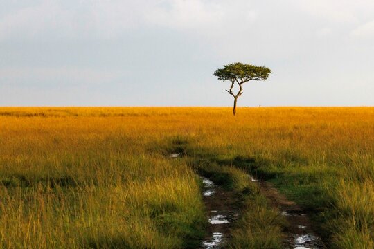 A desert date tree in Kenya's Masai Mara National Reserve.
