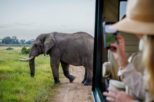 A female tourist watches a large elephant in Kenya's Masai Mara.