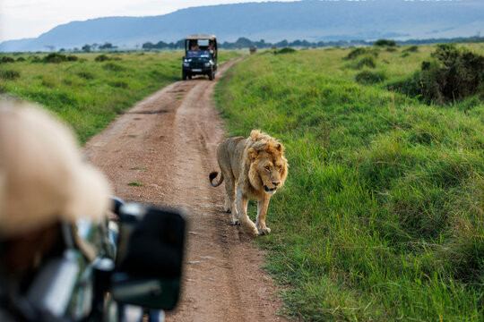 Fototapeta A lion approaches a safari jeep in Kenya's Masai Mara.