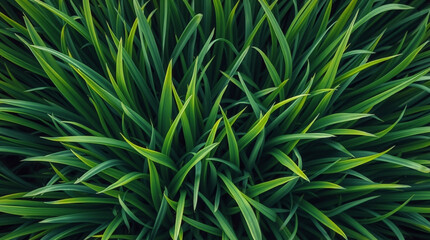 Grass Illustration Background