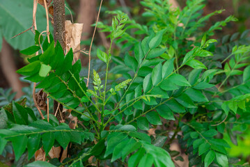 A beautiful bunch of curry leaves. Fresh organic curry leaves ( Murraya koenigii ) tree plant