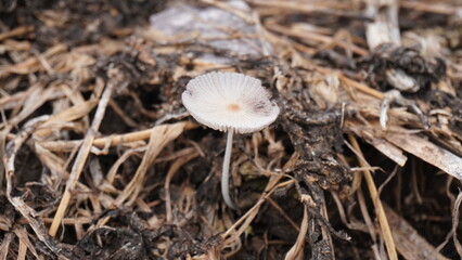 Cendawan busut mushrooms are a type of small fungus that grows in the rainy season. hunting for photos of mushrooms in nature