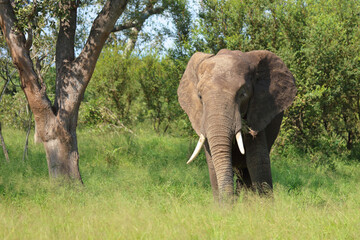 Obraz premium Afrikanischer Elefant / African elephant / Loxodonta africana