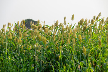 Close-up of young sorghum plants that are bearing fruit, agriculture background concept