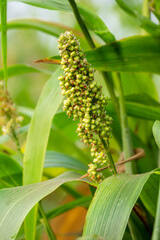 Obraz premium Close-up of young sorghum plants that are bearing fruit, agriculture background concept