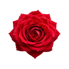 A Vibrant Red Rose Blossom on a Black Background Captivating Beauty
