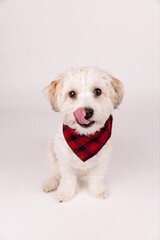 small cute white dog