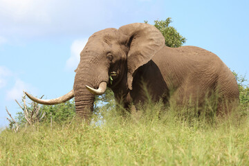 Afrikanischer Elefant / African elephant / Loxodonta africana..