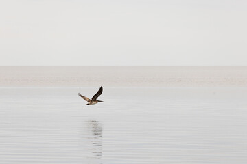 Campeche pelican