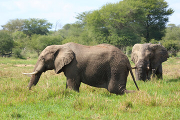 Fototapeta premium Afrikanischer Elefant / African elephant / Loxodonta africana