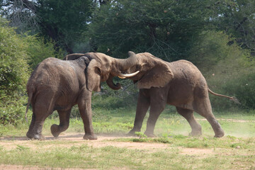 Fototapeta premium Afrikanischer Elefant / African elephant / Loxodonta africana.