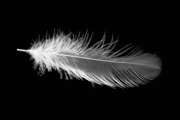 Obraz premium Elegant close-up of a delicate white feather isolated against a black background, showcasing intricate details and soft texture, creating a minimalist composition.