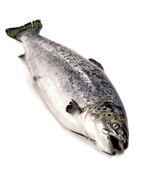 Salmon - Whole Fish on white Background