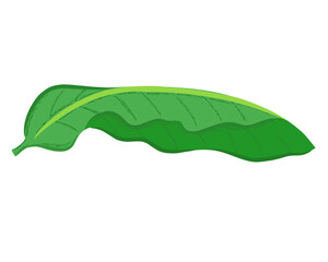 Vibrant green leaf for nature illustrations, a detailed illustration of a green leaf (banana leaf), perfect for nature-themed designs and backgrounds.