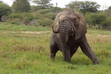 Fototapeta premium Afrikanischer Elefant im Schlamm / African elephant in the mud / Loxodonta africana