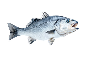 Obraz premium Silver sea bass fish isolated on white transparent background, showcasing its shiny scales and natural texture.