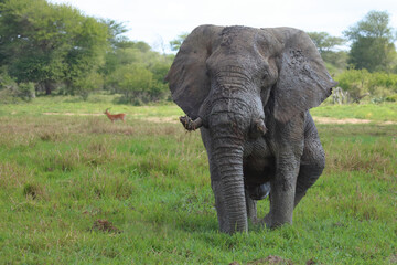 Obraz premium Afrikanischer Elefant im Schlamm / African elephant in the mud / Loxodonta africana