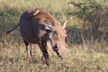 Warzenschwein und Rotschnabel-Madenhacker / Warthog and Red-billed oxpecker / Phacochoerus africanus et Buphagus erythrorhynchus