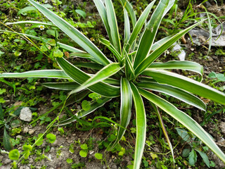 Chlorophytum Comosum has unique features in the leaves which are green and yellow.