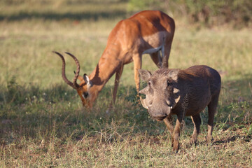 Warzenschwein / Warthog / Phacochoerus africanus