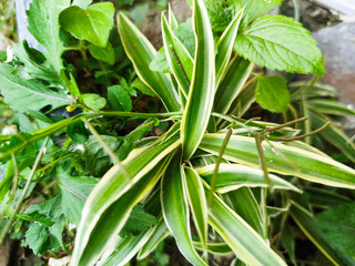Chlorophytum Comosum ornamental plants are very easy to breed in the rainy season