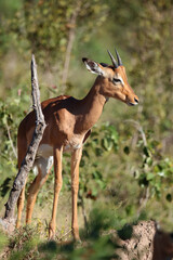Schwarzfersenantilope / Impala / Aepyceros melampus.