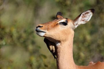 Schwarzfersenantilope / Impala / Aepyceros melampus