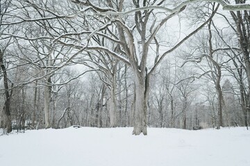 Snow-covered trees in a serene winter landscape