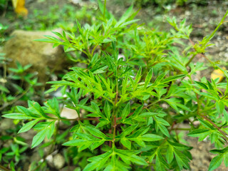 Kenikir leaves have many benefits for heart health
