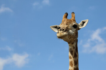 Naklejka premium Giraffe / Giraffe / Giraffa camelopardalis