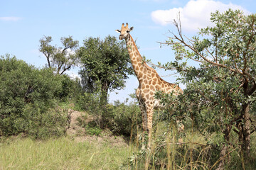 Giraffe / Giraffe / Giraffa camelopardalis