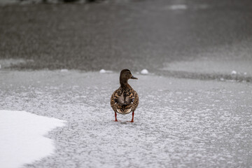 Ente auf einem zugefrorenen See, wo soll ich hier schwimmen