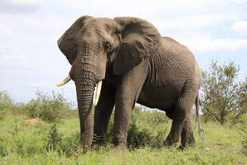 Fototapeta premium Afrikanischer Elefant / African elephant / Loxodonta africana