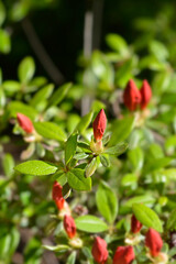 Azalea Girards Red flower buds