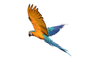 Colorful flying Blue and Gold Macaw parrot isolated on white background with clipping path. © Passakorn