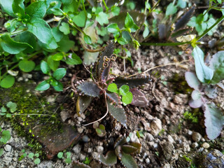 Kalanchoe Daigremontiana plants growing haphazardly around the garden