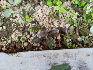 Kalanchoe Daigremontiana starting to grow