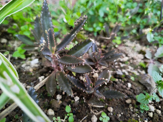 Kalanchoe Daigremontiana starting to grow