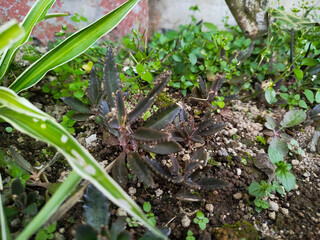 Kalanchoe Daigremontiana starting to grow