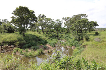 Afrikanischer Busch - Krügerpark - Silolweni River / African Bush - Kruger Park - Silolweni River /