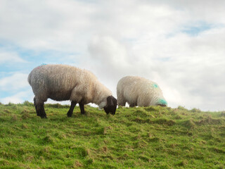Wool sheep grazing on a hillside. The sky is cloudy and the grass is green. The sheep are eating grass and looking up at the sky. Agriculture and farming industry.