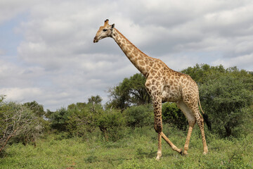 Giraffe / Giraffe / Giraffa camelopardalis