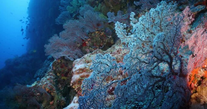 Coral Reef tropical Great Barrier Reef fish