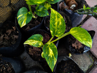 Planting Epipremnum aureum can reduce stress