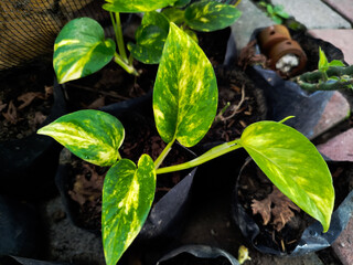 Planting Epipremnum aureum can reduce stress