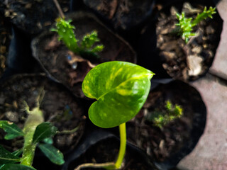 Sirih Gading or Epipremnum aureum can be used as home decoration